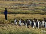Nosso reencontro com pinguins rei em uma pinguinera na Terra do Fogo, no sul do Chile